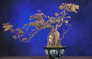 Sturdy Bonsai Tree In Full Cascade- Kengai Style Wallpaper