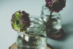 Succulent Flower In Jar Wallpaper