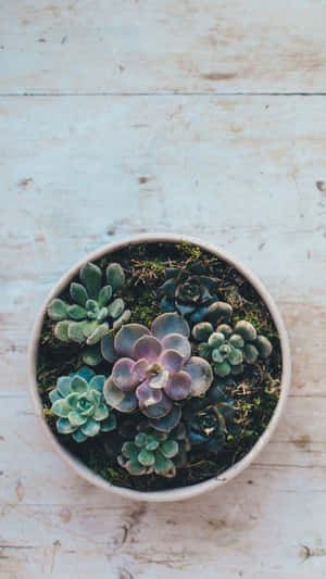 Succulent Iphone Top View Vase Wallpaper