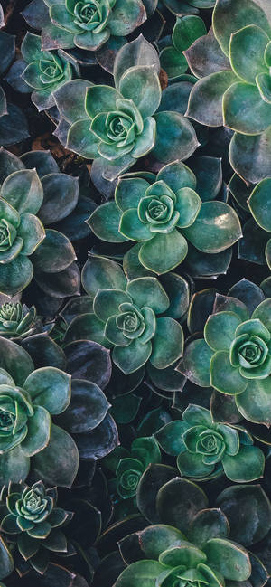 Succulent Leaves Cool Android Wallpaper