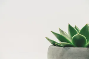 Succulent Plant White Minimalist Wallpaper