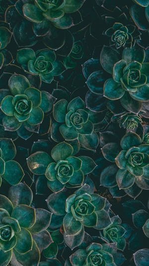 Succulent Plants Green Iphone Wallpaper