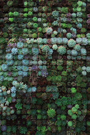 Succulents Field Pattern Wallpaper