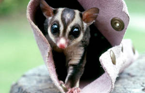 Sugar Glider In Bag Wallpaper