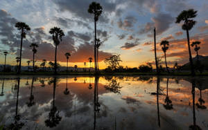 Sugar Palm Tree Sunset Wallpaper