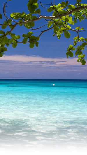 Summer Beach Iphone Tree Branch Wallpaper