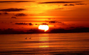 Summer Golden Ocean Sunset Wallpaper