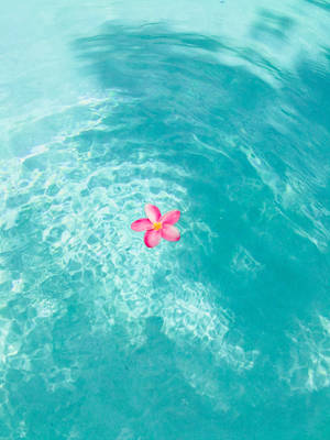 Summer Phone Pink Flower On Pool Wallpaper