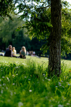 Summer_ Picnic_ Park_ Scene.jpg Wallpaper