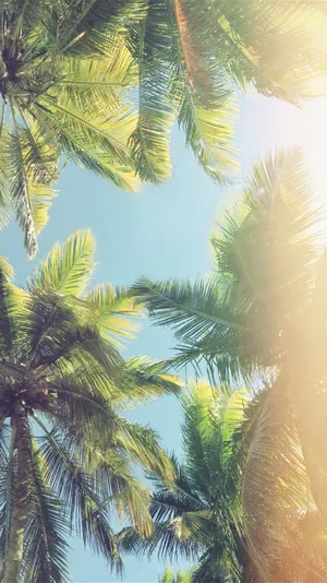 Summer Vibes Palm Tree Iphone Wallpaper