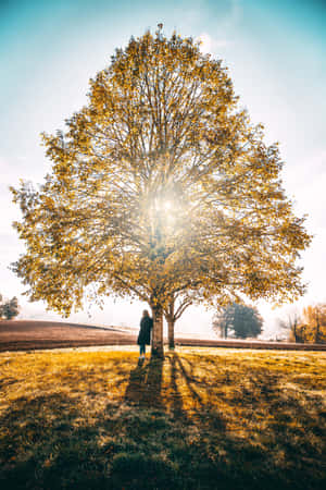 Sun Behind Tree Of Life Wallpaper