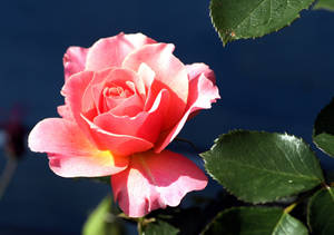 Sun-kissed Pink Beautiful Rose Hd Wallpaper