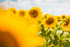 Sunflower Aesthetic Garden Wallpaper