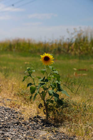 Sunflower Aesthetic In Grassland Wallpaper