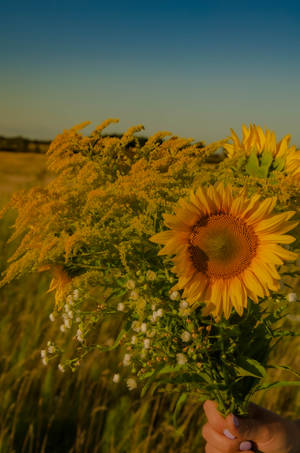 Sunflower Aesthetic In Pastel Filter Wallpaper