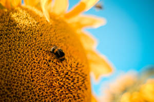 Sunflower Aesthetic Tiny Bee Wallpaper