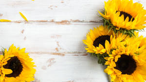 Sunflower Desktop On White Wood Wallpaper