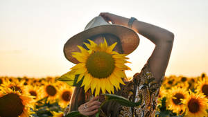 Sunflower Desktop Woman Holding In Field Wallpaper