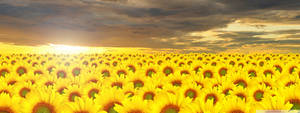 Sunflower Field Digital Art Wallpaper