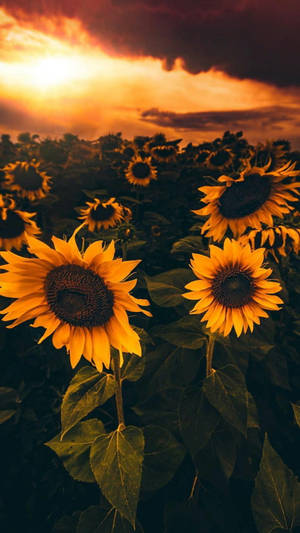 Sunflower Field Iphone X Nature Wallpaper