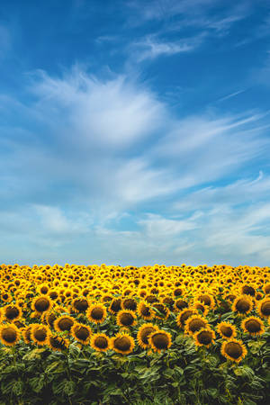 Sunflower Field Mobile Wallpaper