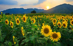Sunflower Field Mountain Sunset Wallpaper