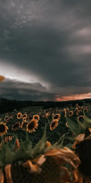 Sunflower Field Nature Aesthetic Phone Wallpaper