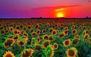 Sunflower Field Purple Sky Wallpaper