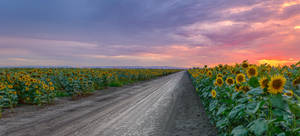 Sunflower Field Roadside Wallpaper