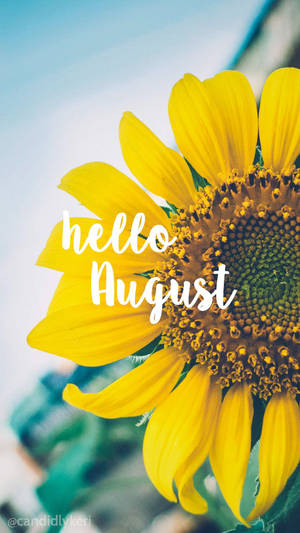 Sunflower Iphone Hello August Wallpaper