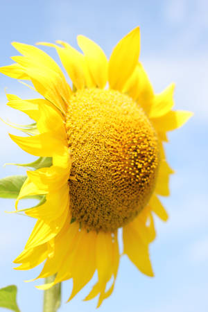 Sunflower Mobile Wallpaper