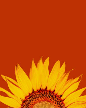 Sunflower Petals On A Summer Day Wallpaper