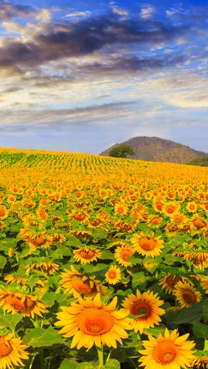 Sunflower Phone With A Hill Wallpaper