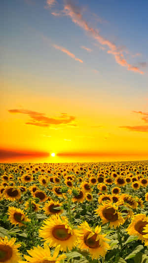 Sunflower Phone With The Sun Setting Wallpaper