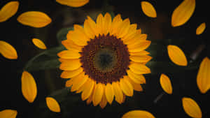 Sunflower Wallpapers Hd Wallpaper