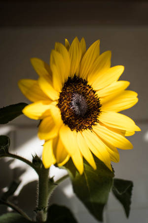 Sunflower Yellow Hd Iphone Wallpaper