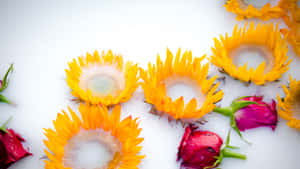 Sunflowers And Roses Petals Wallpaper