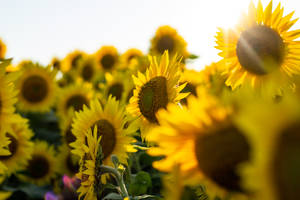 Sunflowers In A Field With The Sun Shining On Them Wallpaper