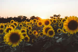 Sunflowers In Full Bloom Yellow Aesthetic Desktop Wallpaper