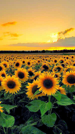 Sunflowers In The Field At Sunset Wallpaper