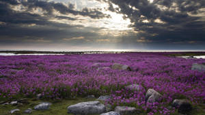Sunlight Above Lavender Desktop Wallpaper