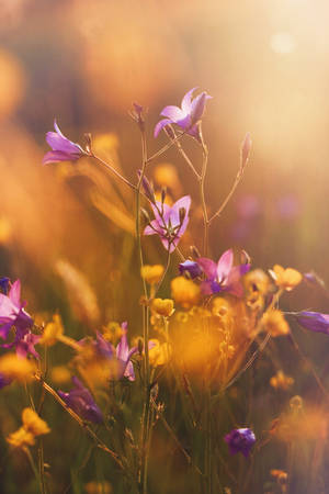Sunlight And Purple Harebell Flowers Wallpaper
