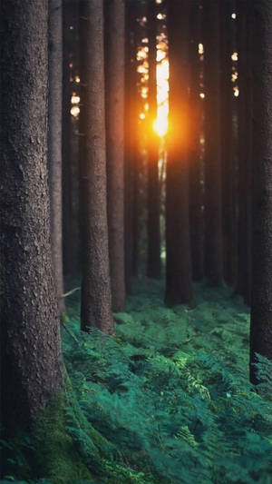 Sunlight In Forest Iphone Wallpaper
