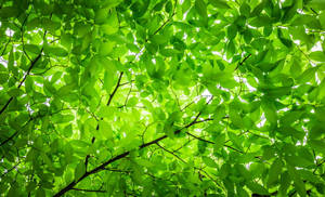 Sunlight Through Green Leaves Wallpaper