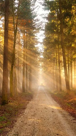 Sunlight Through The Path In The Woods Wallpaper