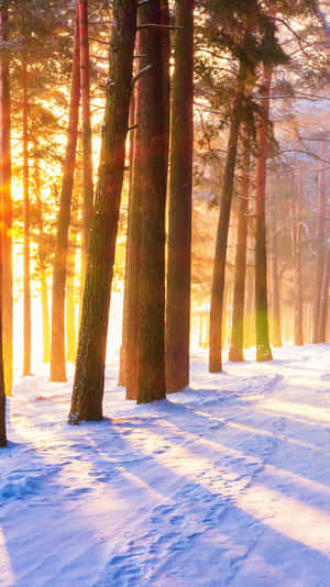 Sunlit_ Snowy_ Forest_ Path.jpg Wallpaper