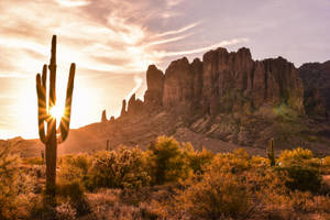 Sunny Cactus Arizona Desert Wallpaper