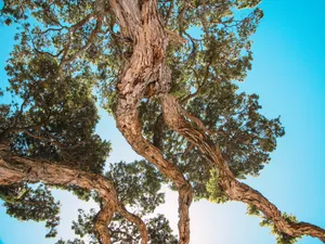 Sunny Day Under Nature Aesthetic Lockscreen Wallpaper