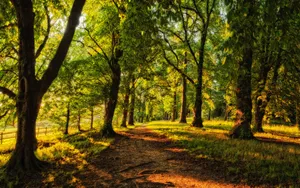 Sunny Daylight In A Forest Wallpaper