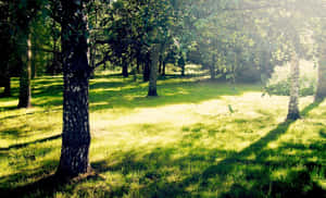 Sunny Days Always Feel So Good! Wallpaper